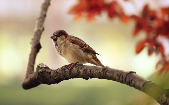 Vogel-Spatz-Natur