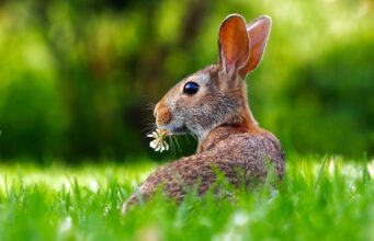 Hase-Ostern-Tier