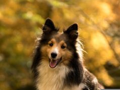 Hund-Sheltie-Dog