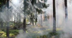 Wald-Brand-Waldbrand